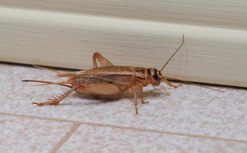 cricket, house cricket, bug, insect, pet bug, pet cricket